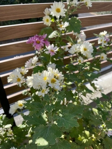 八重クリサンセマム(菊)/鉢ごとの写真3枚目