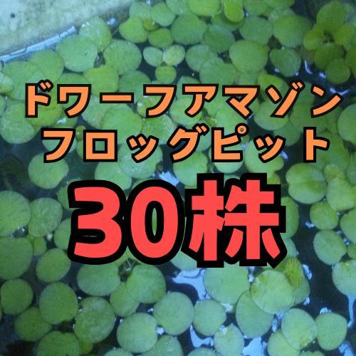 ドワーフアマゾンフロッグピット　30株　産卵床 浮き草 メダカ　無農薬　水草