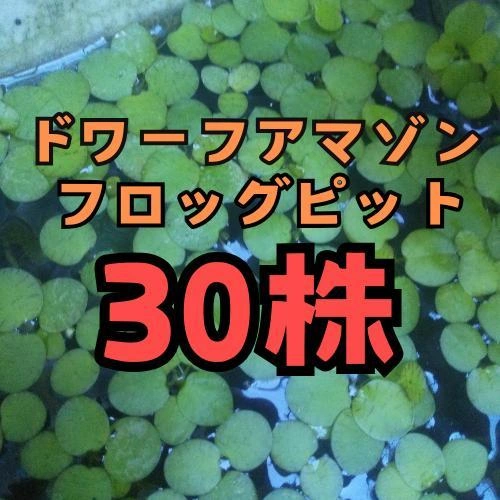 ドワーフアマゾンフロッグピット 30株 産卵床 浮き草 メダカ 無農薬 水草