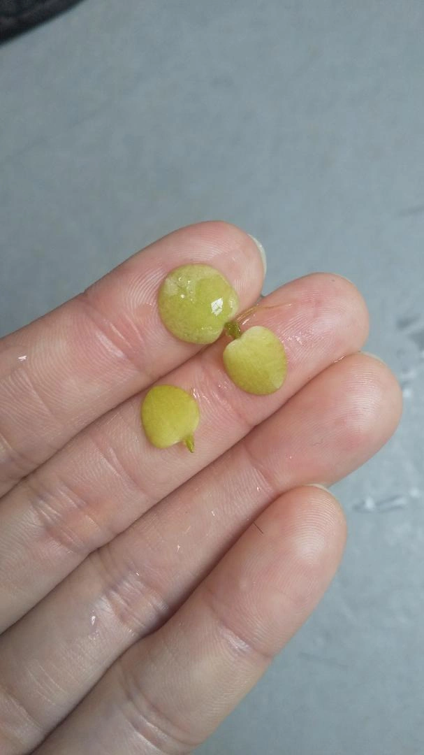 ドワーフアマゾンフロッグピット 30株 産卵床 浮き草 メダカ 無農薬 水草の写真2枚目