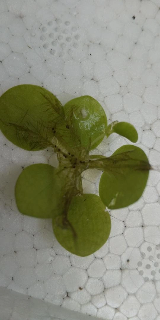 ドワーフアマゾンフロッグピット 30株 産卵床 浮き草 メダカ 無農薬 水草の写真3枚目
