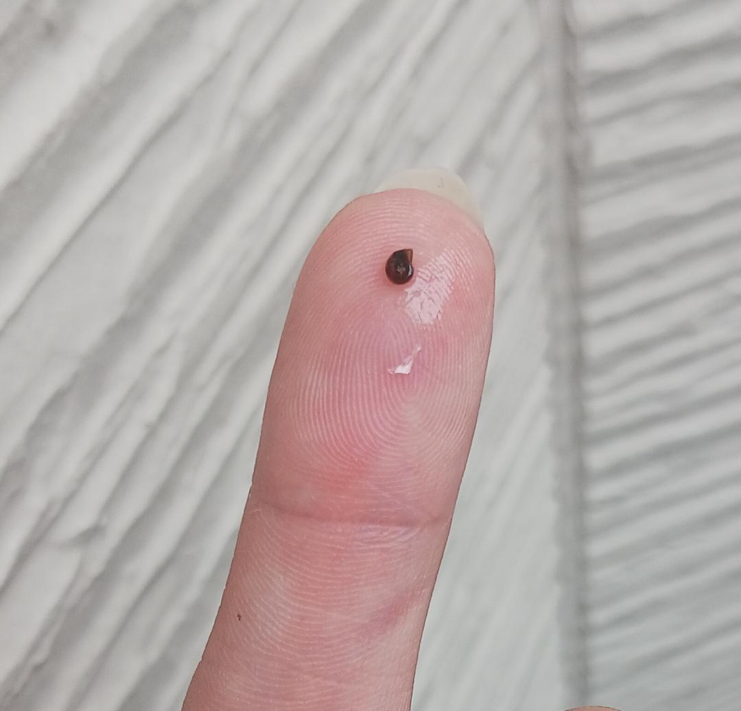 ドワーフアマゾンフロッグピット　30株　産卵床 浮き草 メダカ　無農薬　水草の写真4枚目