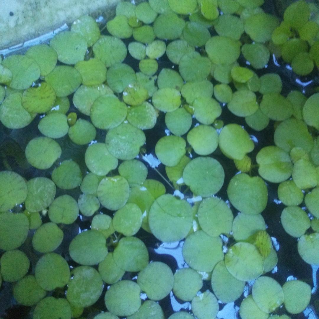 ドワーフアマゾンフロッグピット　30株　産卵床 浮き草 メダカ　無農薬　水草の写真6枚目
