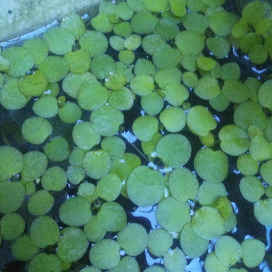 ドワーフアマゾンフロッグピット 30株 産卵床 浮き草 メダカ 無農薬 水草の写真6枚目