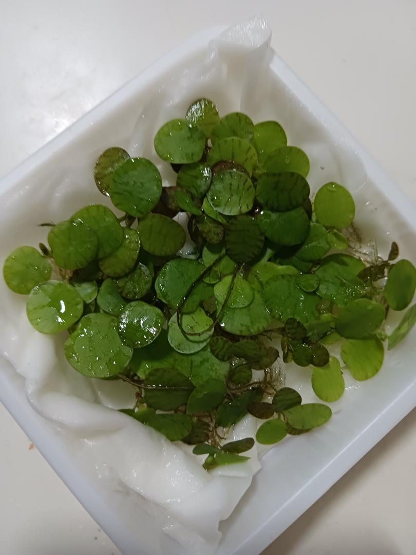 ドワーフアマゾンフロッグピット　30株　産卵床 浮き草 メダカ　無農薬　水草の写真7枚目