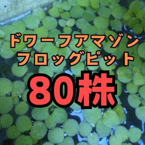 ドワーフアマゾンフロッグピット 80株 水草 浮草 無農薬 産卵床 めだか