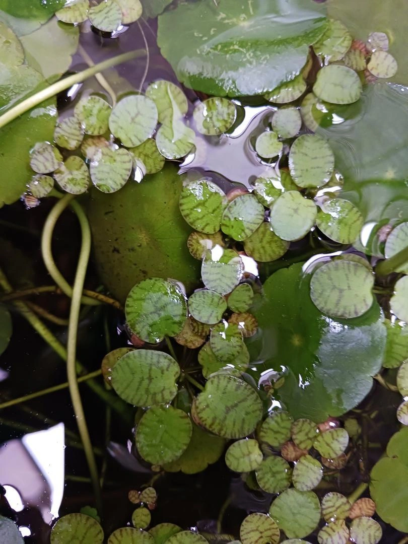 ドワーフアマゾンフロッグピット 80株 水草 浮草 無農薬 産卵床 めだかの写真6枚目