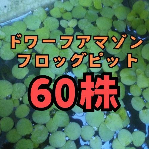 ドワーフアマゾンフロッグピット 60株 産卵床 浮き草 メダカ 無農薬 水草