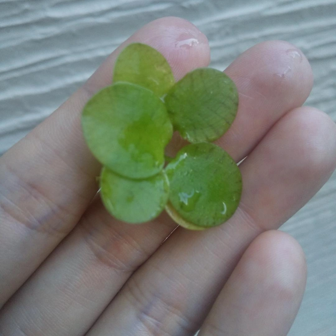 ドワーフアマゾンフロッグピット 60株 産卵床 浮き草 メダカ 無農薬 水草の写真3枚目