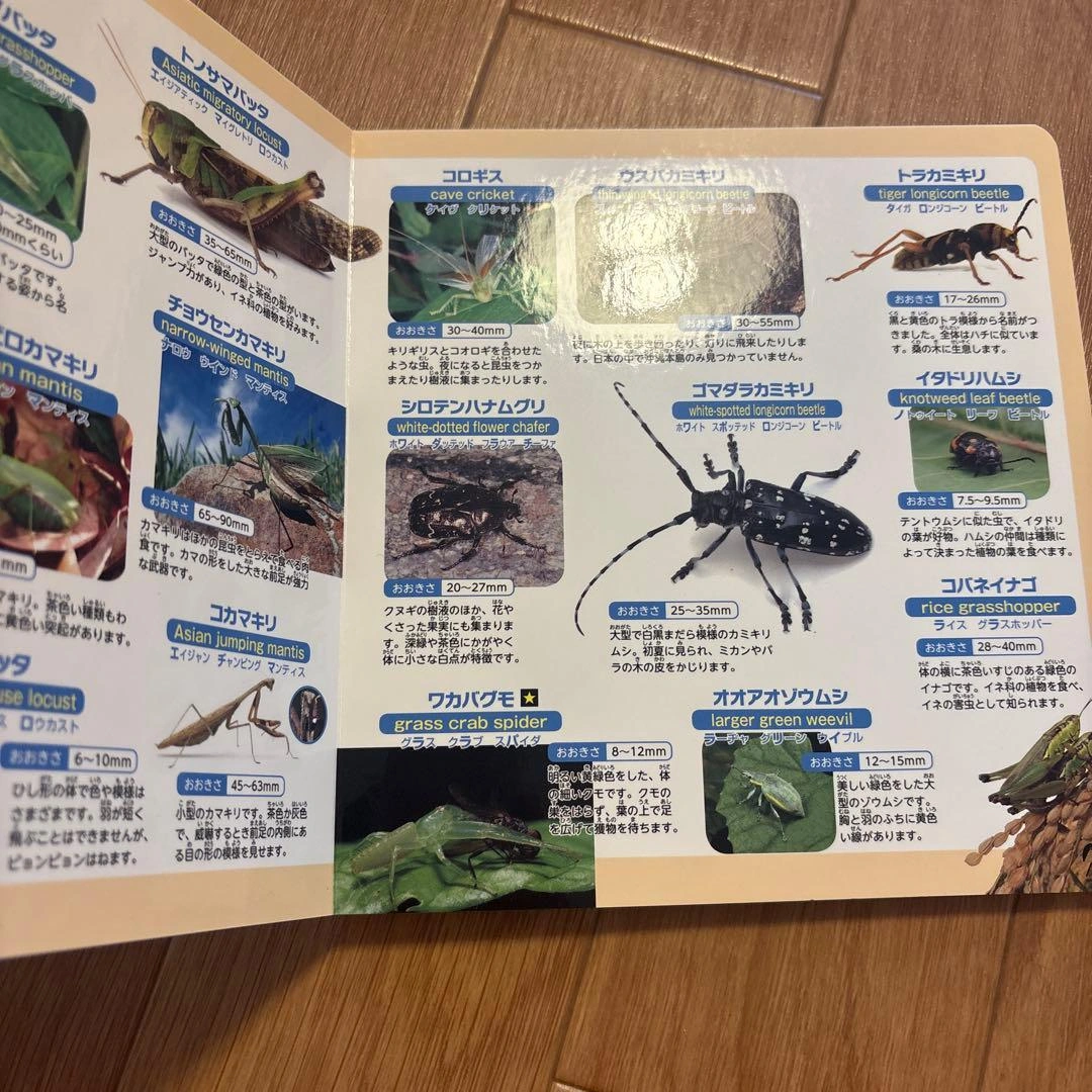 英語&虫の音がきける! たのしい こんちゅうずかんの写真4枚目
