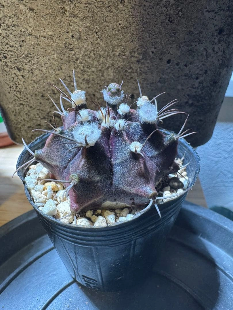 ギムノカリキウムの写真2枚目