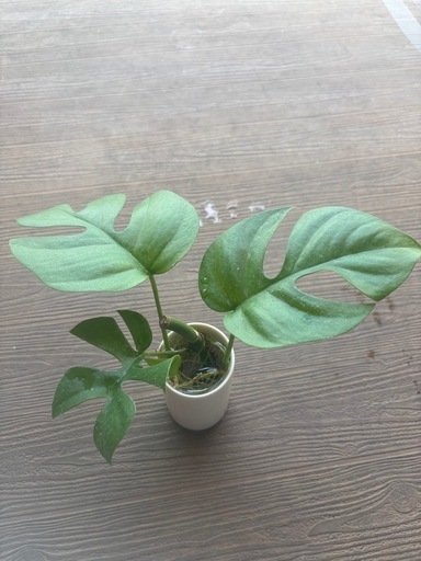 ヒメモンテスラ②
