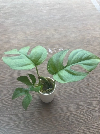 ヒメモンテスラ②