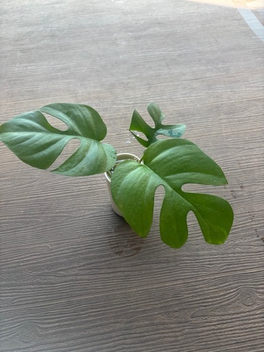 ヒメモンテスラ②の写真2枚目