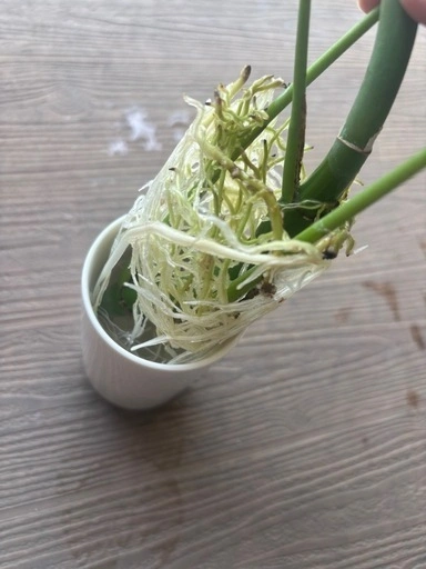ヒメモンテスラ②の写真3枚目