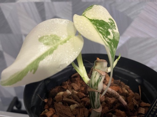 ★ご予約中！【観葉植物】モンステラホワイトタイガー白斑多め親株出品