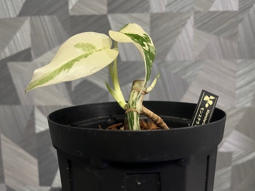 ★ご予約中！【観葉植物】モンステラホワイトタイガー白斑多め親株出品の写真2枚目