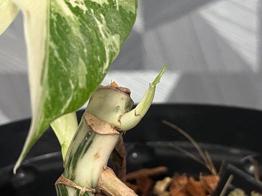 ★ご予約中！【観葉植物】モンステラホワイトタイガー白斑多め親株出品の写真3枚目