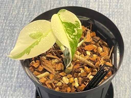 ★ご予約中！【観葉植物】モンステラホワイトタイガー白斑多め親株出品の写真4枚目