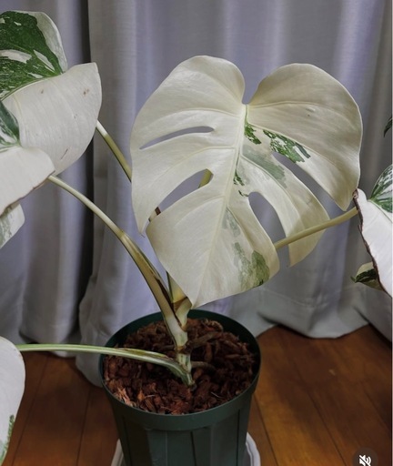 ★ご予約中！【観葉植物】モンステラホワイトタイガー白斑多め親株出品の写真5枚目