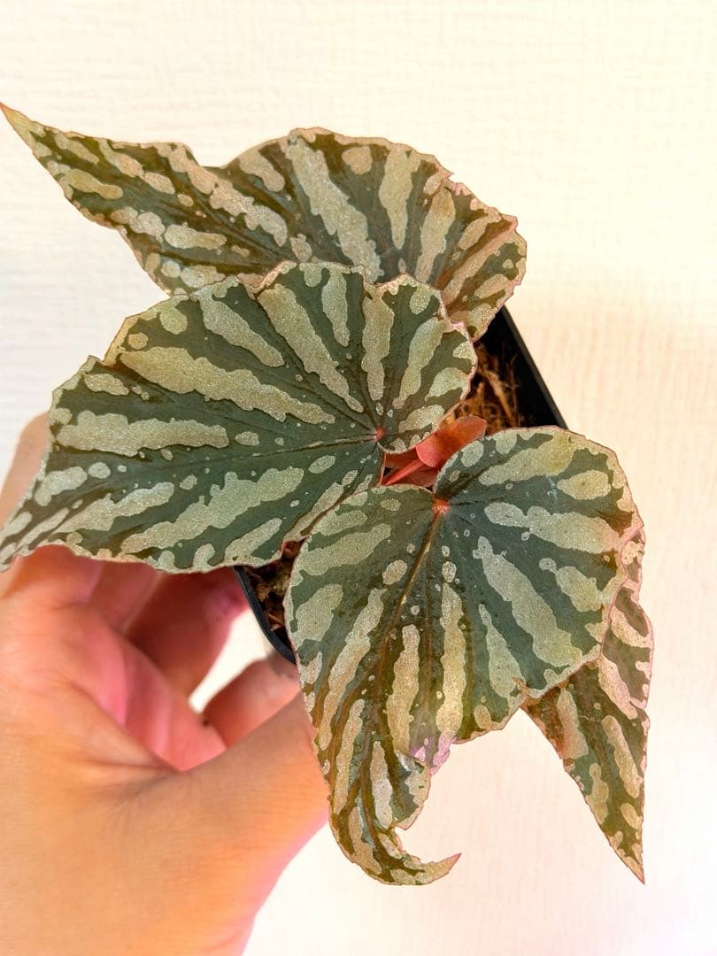 ベゴニア紅白