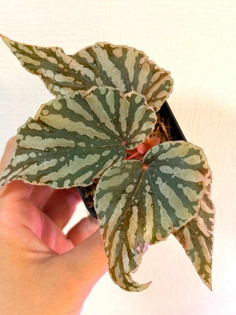ベゴニア紅白