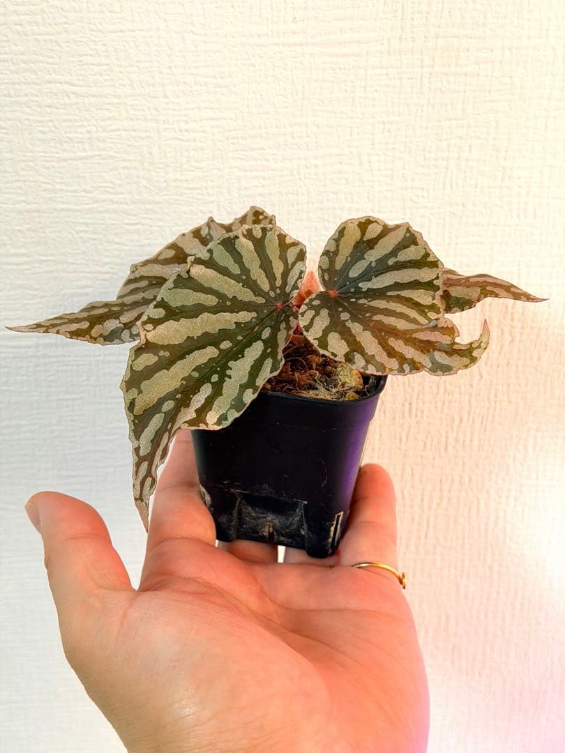 ベゴニア紅白の写真2枚目