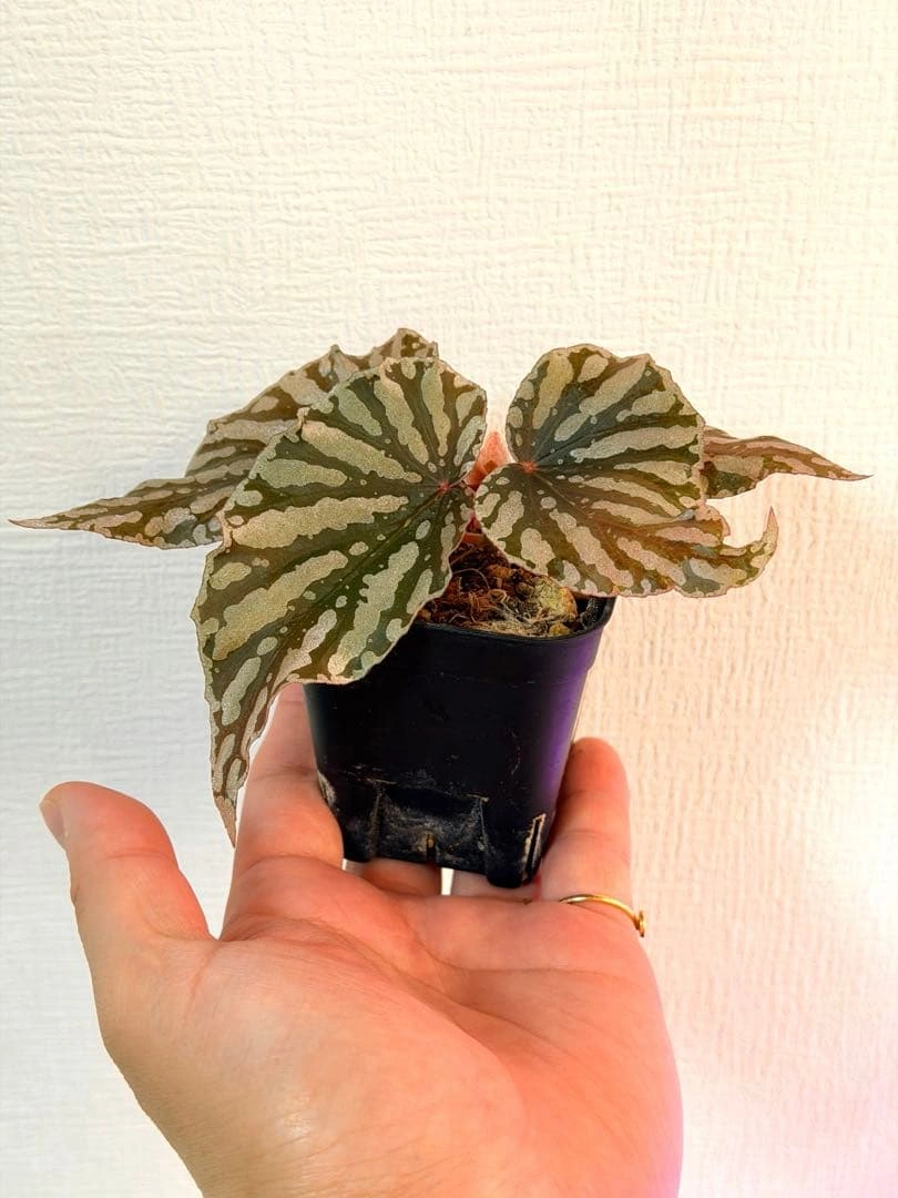 ベゴニア紅白の写真2枚目