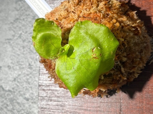 【観葉植物】ビカクシダコロナリウム板付け✨