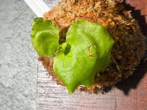 【観葉植物】ビカクシダコロナリウム板付け✨