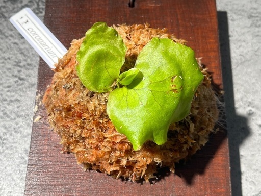 【観葉植物】ビカクシダコロナリウム板付け✨の写真2枚目