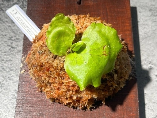【観葉植物】ビカクシダコロナリウム板付け✨の写真2枚目