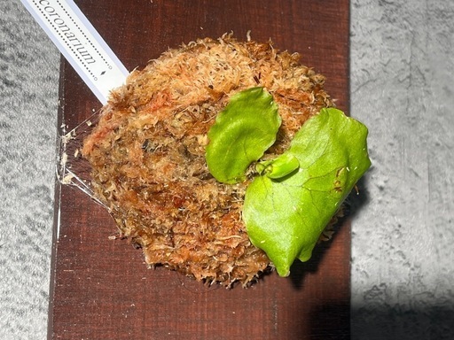 【観葉植物】ビカクシダコロナリウム板付け✨の写真3枚目