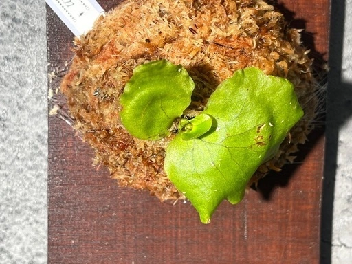 【観葉植物】ビカクシダコロナリウム板付け✨の写真4枚目