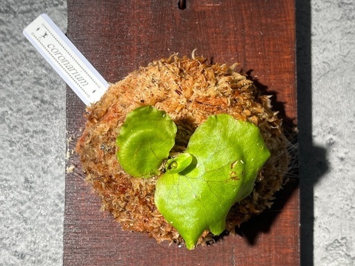 【観葉植物】ビカクシダコロナリウム板付け✨の写真5枚目