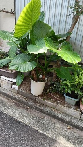 モンステラ