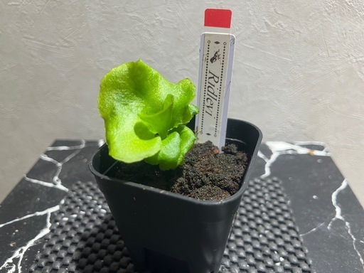 【観葉植物】ビカクシダリドレイ胞子培養幼苗🌱