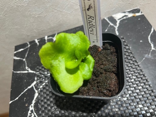 【観葉植物】ビカクシダリドレイ胞子培養幼苗🌱の写真2枚目