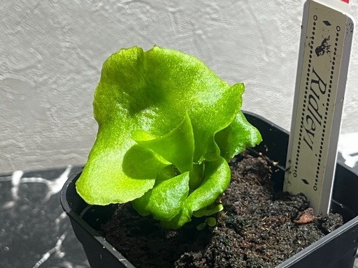 【観葉植物】ビカクシダリドレイ胞子培養幼苗🌱の写真3枚目