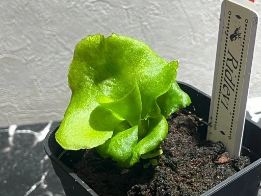 【観葉植物】ビカクシダリドレイ胞子培養幼苗🌱の写真3枚目