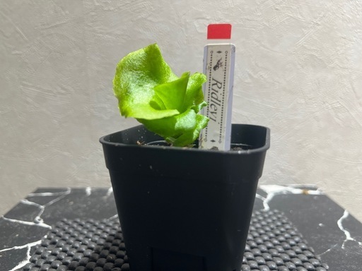 【観葉植物】ビカクシダリドレイ胞子培養幼苗🌱の写真4枚目
