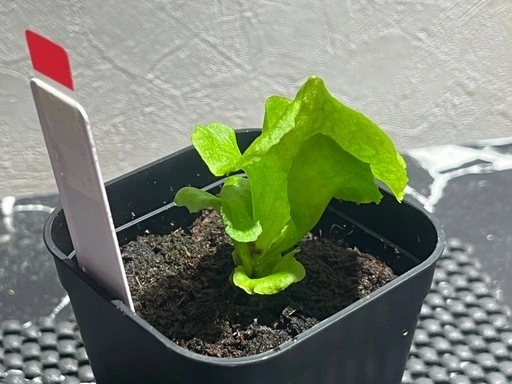 【観葉植物】ビカクシダリドレイ胞子培養幼苗🌱の写真5枚目
