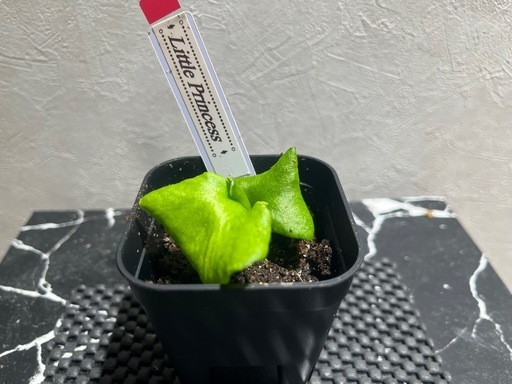 【観葉植物】希少価値の高いビカクシダリドレイ✨リトルプリンセス✨幼苗🌱