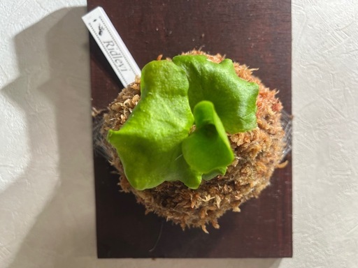 【観葉植物】ビカクシダリドレイ胞子培養株板付け