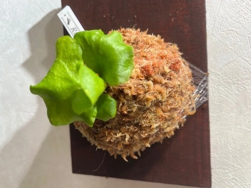 【観葉植物】ビカクシダリドレイ胞子培養株板付けの写真2枚目