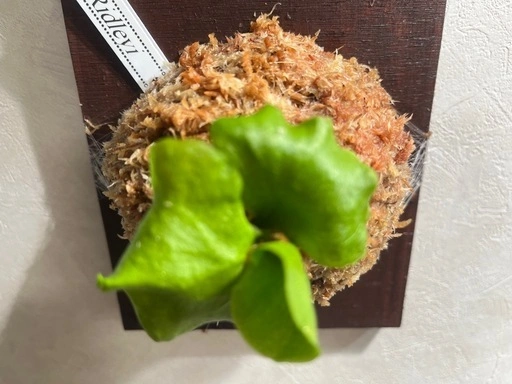 【観葉植物】ビカクシダリドレイ胞子培養株板付けの写真3枚目