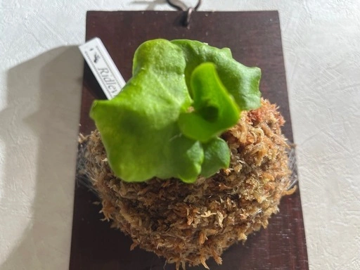 【観葉植物】ビカクシダリドレイ胞子培養株板付けの写真4枚目