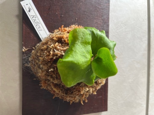 【観葉植物】ビカクシダリドレイ胞子培養株板付けの写真5枚目