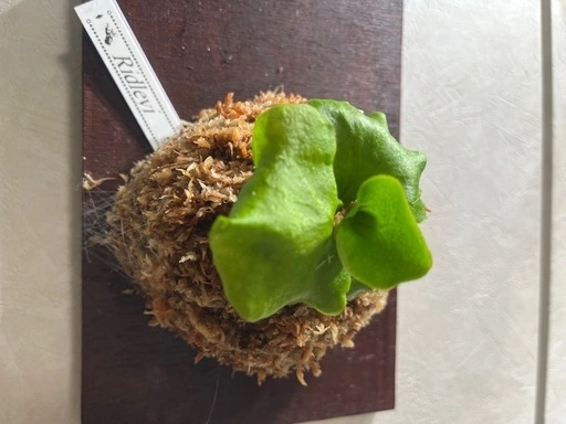 【観葉植物】ビカクシダリドレイ胞子培養株板付けの写真5枚目