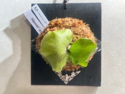 【観葉植物】ビカクシダマセラティ 胞子培養株 かっこいい養生板付き🉐✨